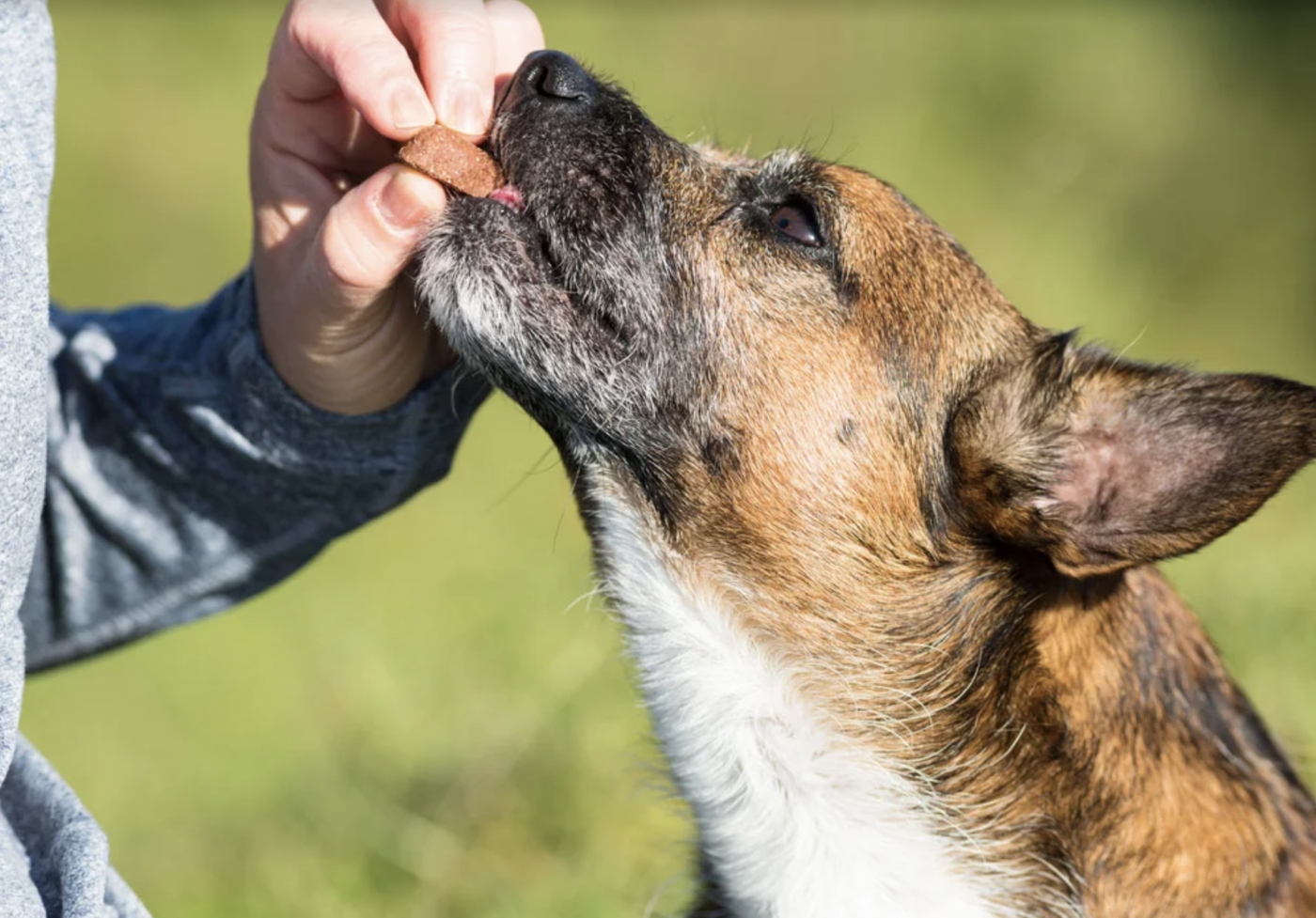 Dog eating CBD treats