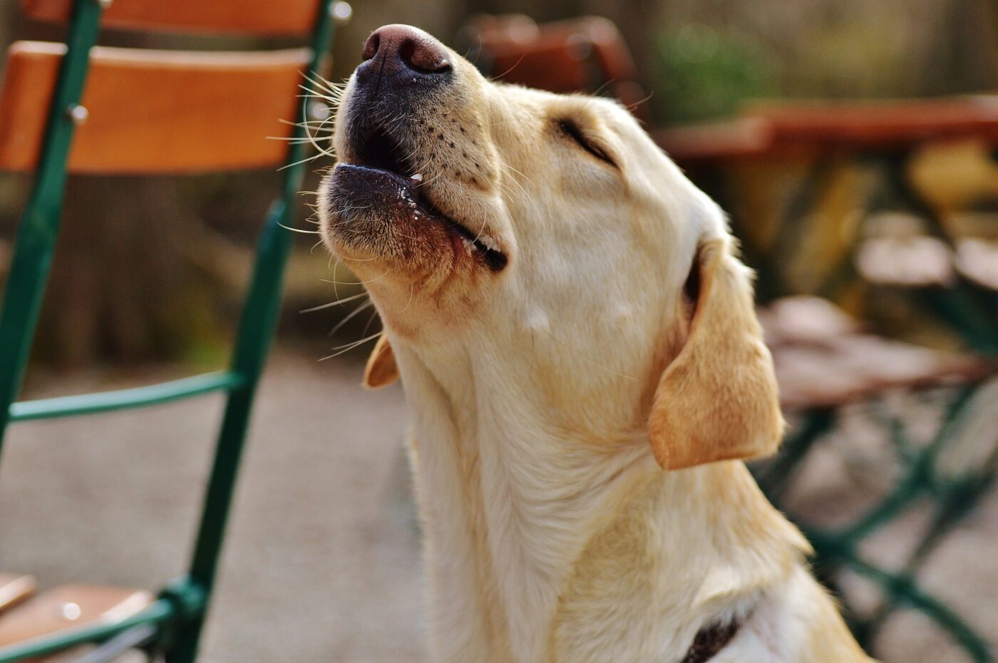 Dog howling in pain