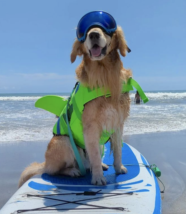 Dog in surfing competition