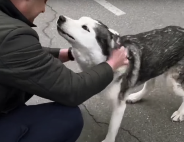 Dog kisses man during reunion