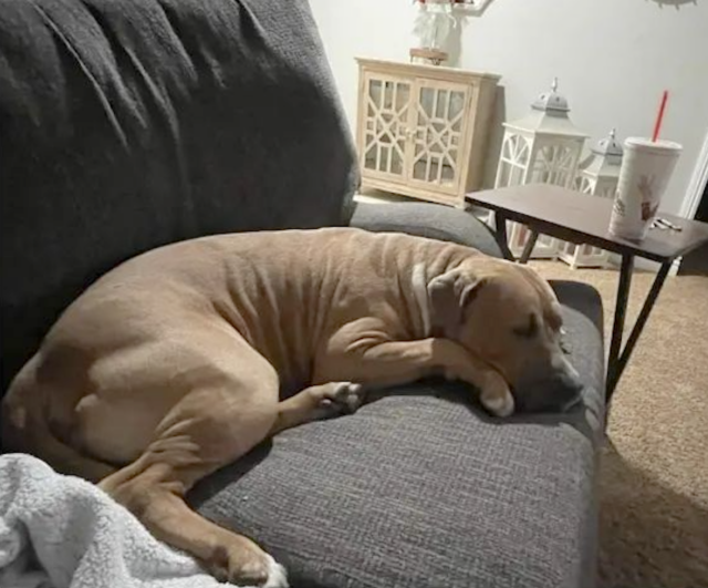 Dog laying on couch