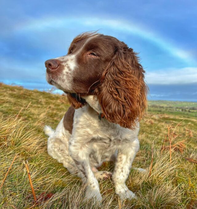 Dog posing by rainbow