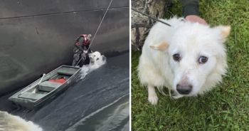Dog rescued from dam