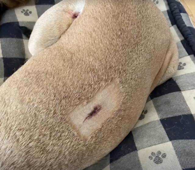 Dog stitches after cougar attack