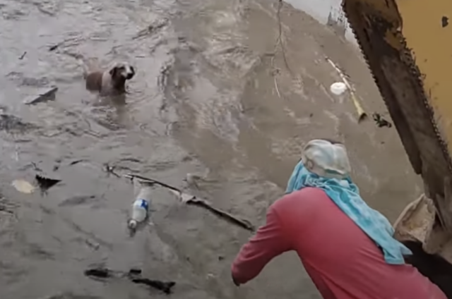 Dog swimming toward rescuer