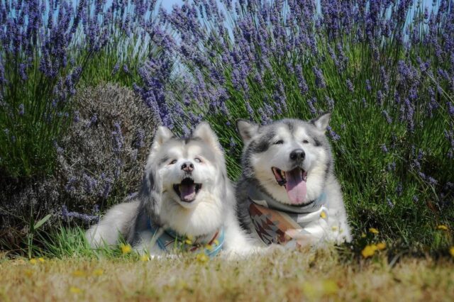 Dogs laying by flowers