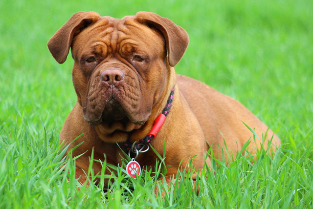 how much does a french mastiff puppy cost