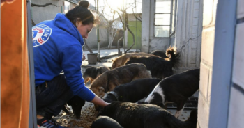 Pet Feeding Stations in Ukraine