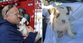 Firefighter adopts puppy