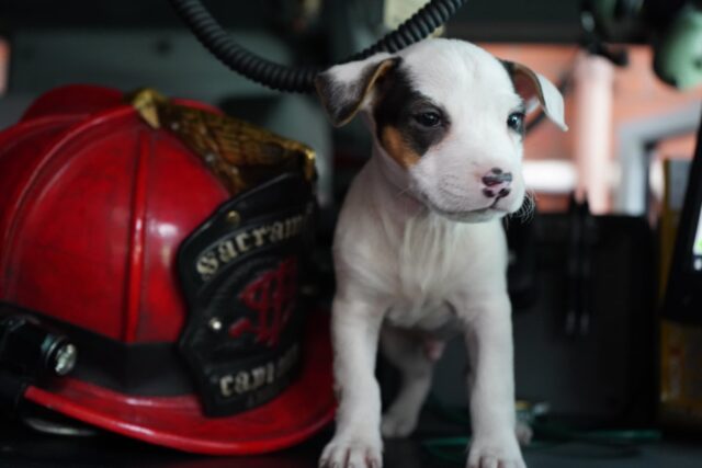 Firefighter puppy