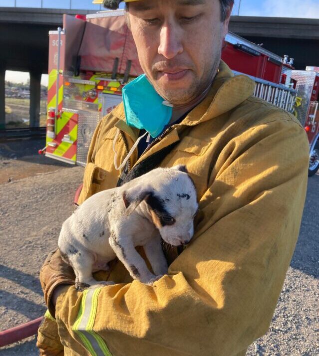 Firefighter rescued puppy
