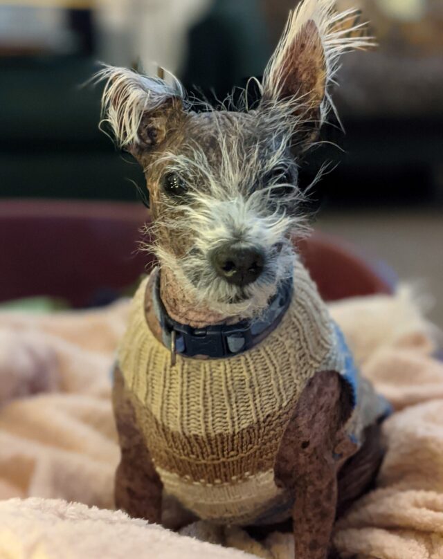 Hairless dog wearing sweater