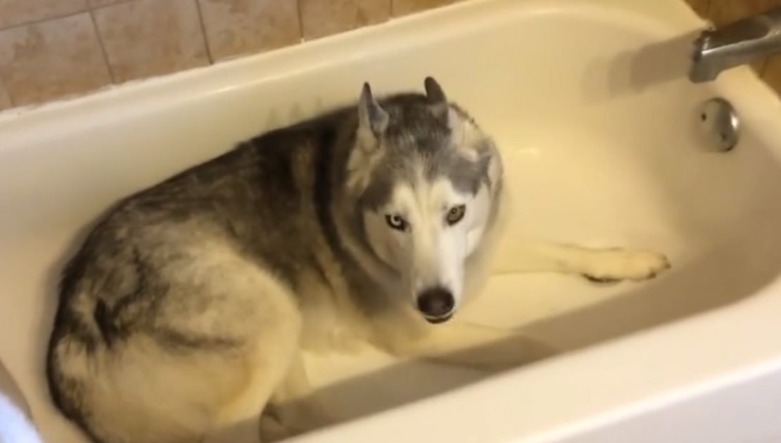 Mom Pulled Back Shower Curtain, Finds Husky In Tub And Throwing 'Temper  Tantrum'
