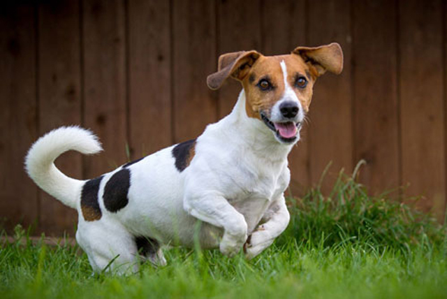Jack-Russell-Terrier-breed