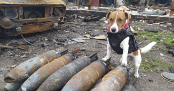 Jack Russell Finds Bombs