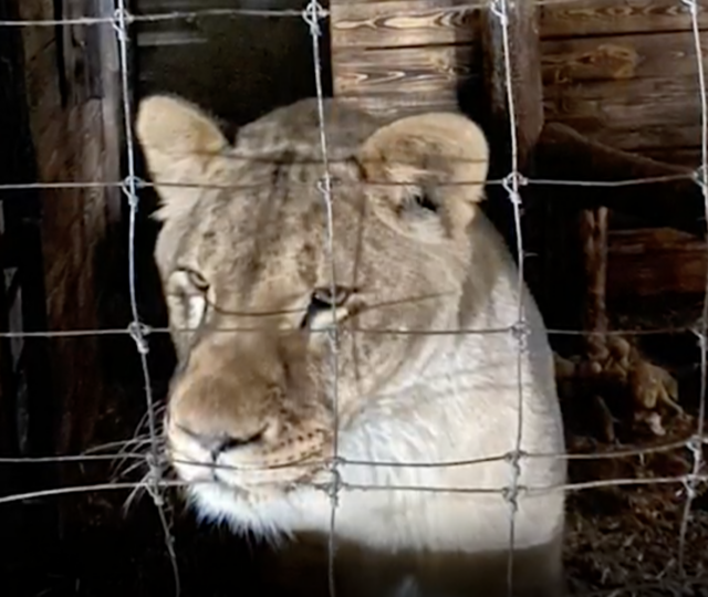 Lion in Ukraine zoo