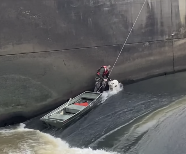 Man rescuing dog from dam