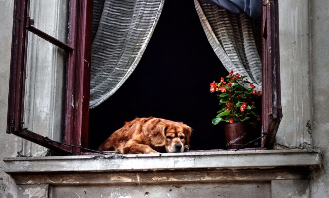 Old dog in window