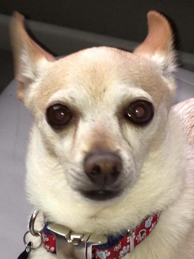 Oldest Chihuahua face