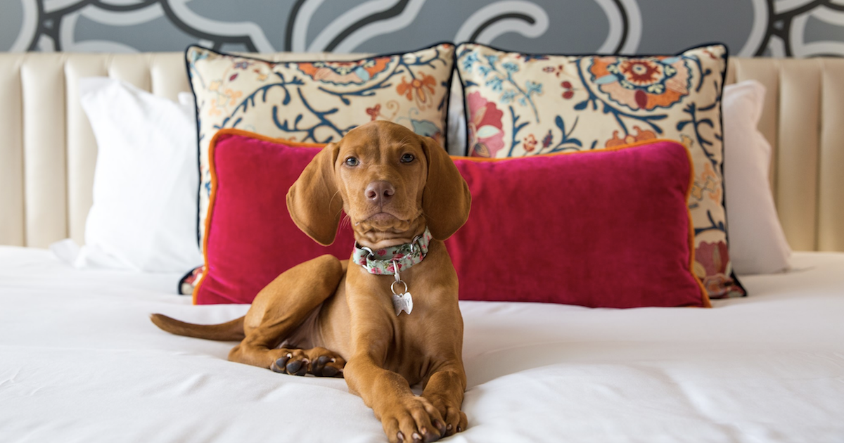 Over-the-top dog hotels