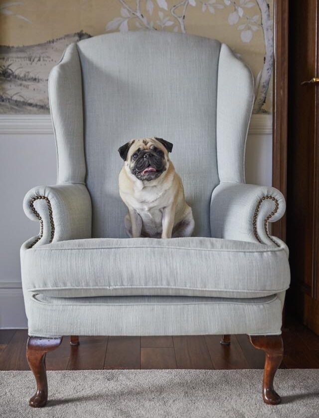 Pug on hotel chair