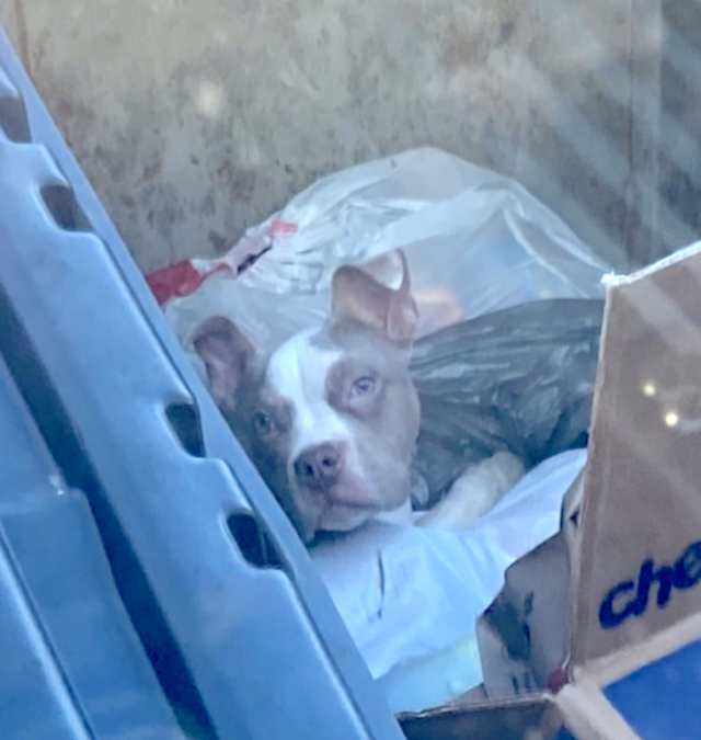 Puppy in dumpster