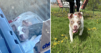 Puppy rescued from dumpster
