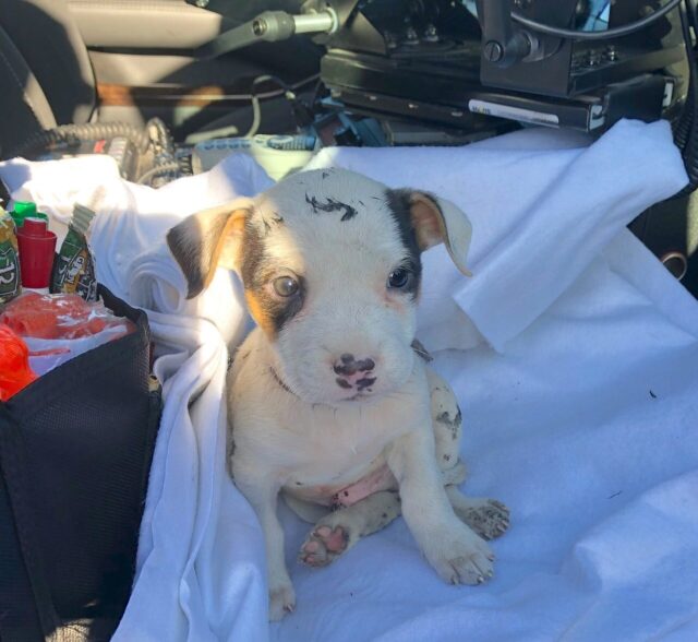 Puppy rescued from fire