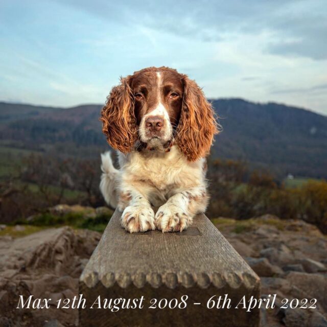 RIP Max the Miracle Dog