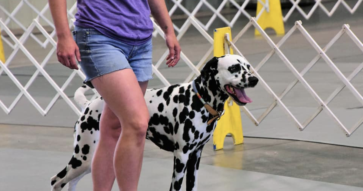 can you deny a therapy dog