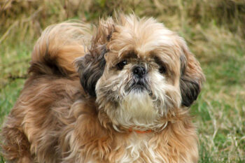 PetWireDaily — 7 Dental Products, Chews, & Toys to Clean Your Shih Tzu’s Teeth