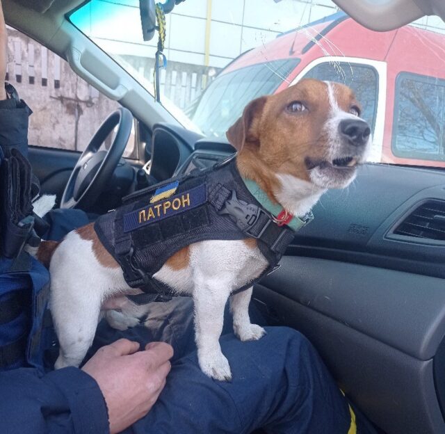 Small Working Dog in Car