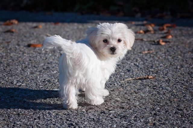 Tiny Maltese outside