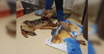 Ukraine Shelter Dogs Dying
