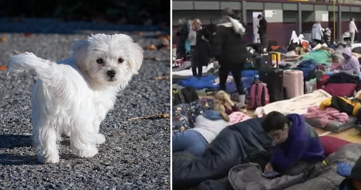 Ukraine dog at U.S. Border