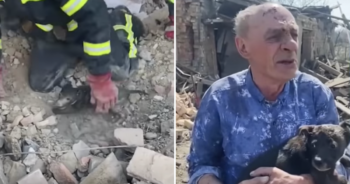 Ukraine puppy in rubble
