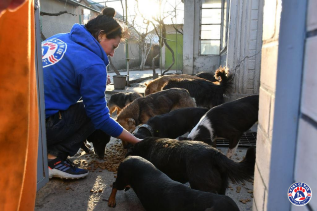 Volunteer feeding Ukraine dogs