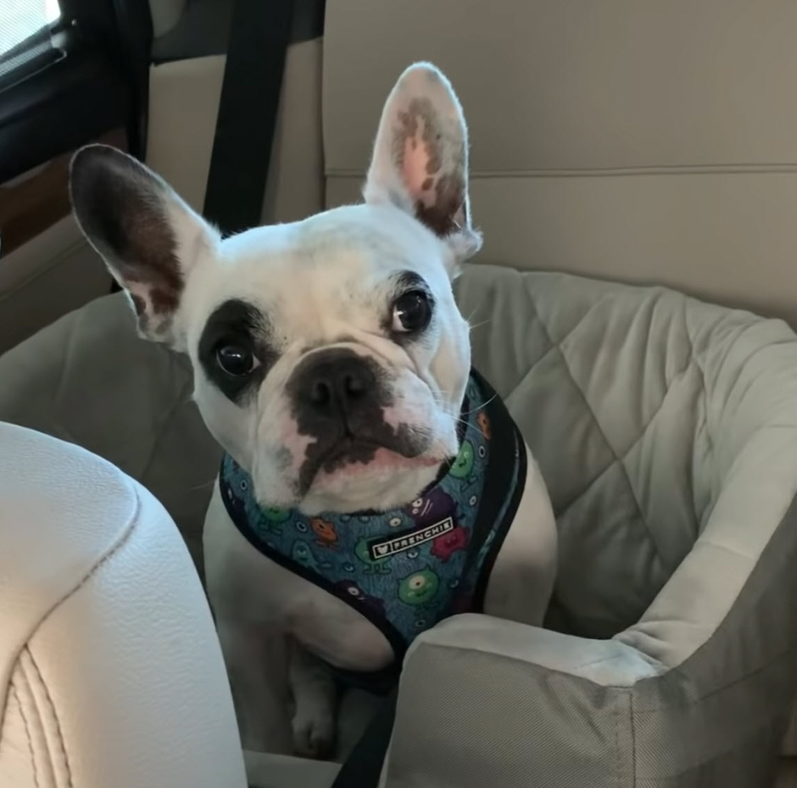 Mom Tells Frenchie The Dog Park Is Closed, Pup Throws Hysterical 'Tantrum'  In Protest