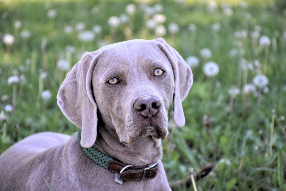 7 Dental Products, Chews, & Toys to Clean Your Weimaraner’s Teeth