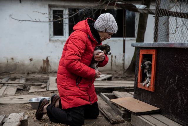 Woman caring for Ukraine puppies