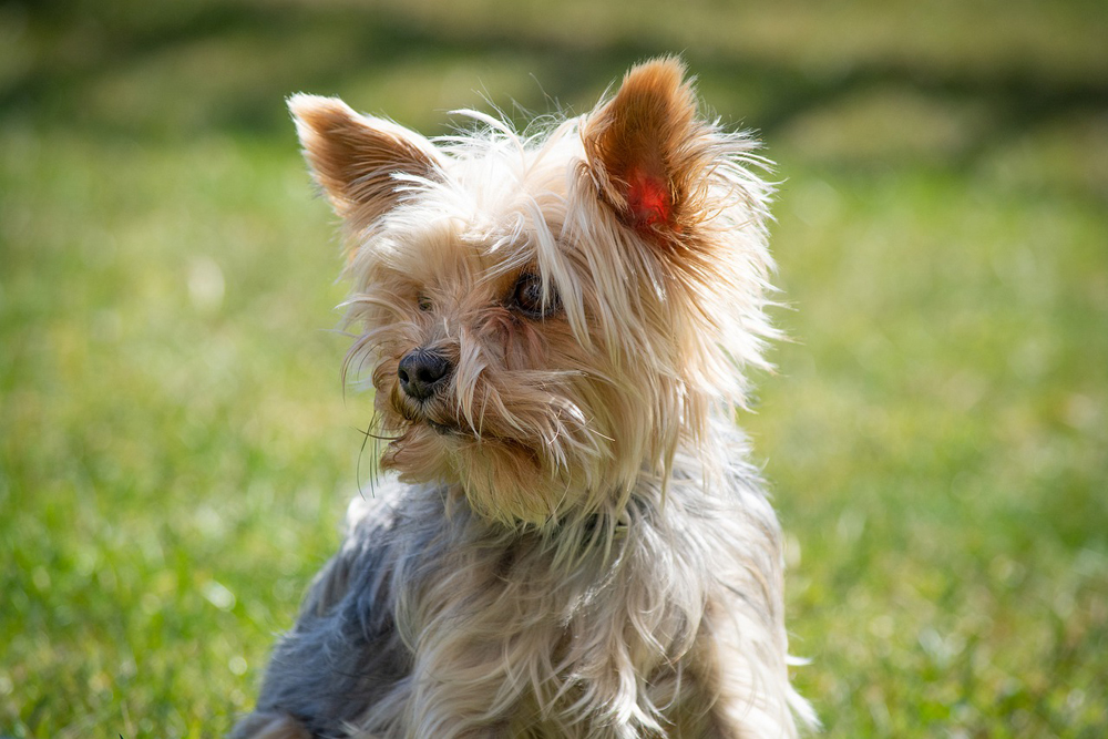 7 Dental Products, Chews, & Toys to Clean Your Yorkie’s Teeth
