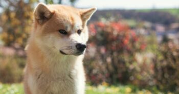 PetWireDaily — Top 9 Pet Insurance Plans For Akitas (2022)