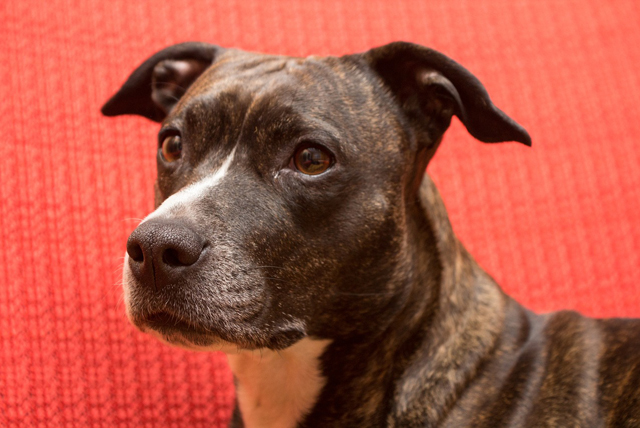 pet insurance for American Staffordshire Terriers