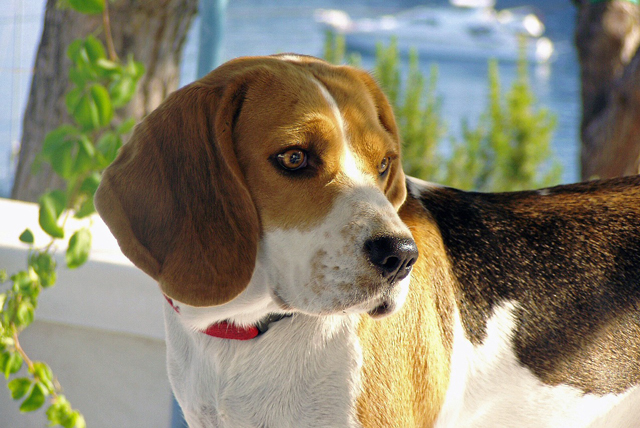 GiftJewelryShop Gold Plated Beagle Dog Bracelet Link Photo Italian Charm