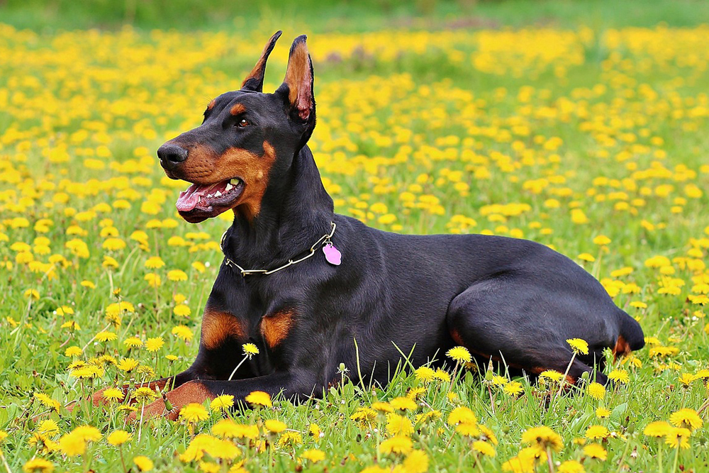 7 Dental Products, Chews, & Toys to Clean Your Doberman’s Teeth