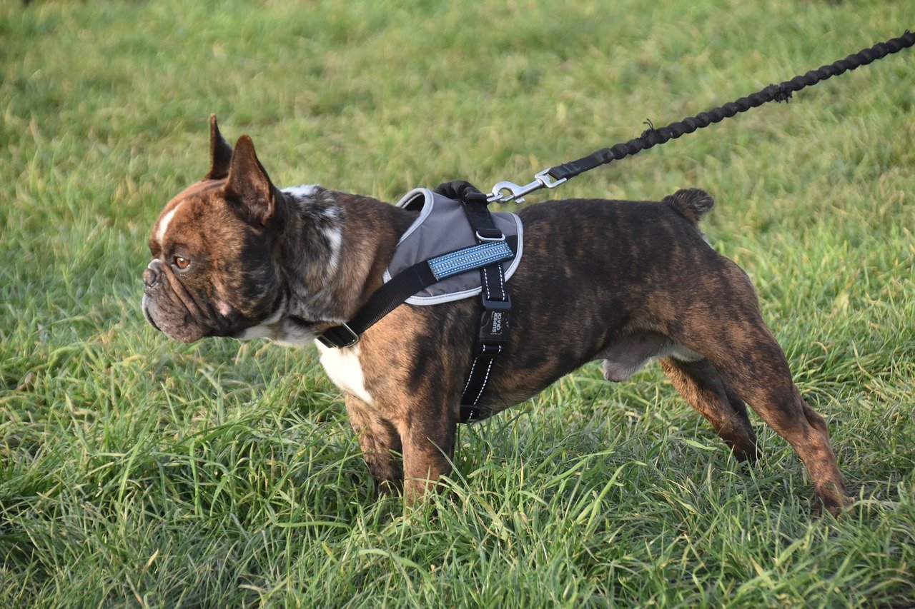 dog-on-harness-leash