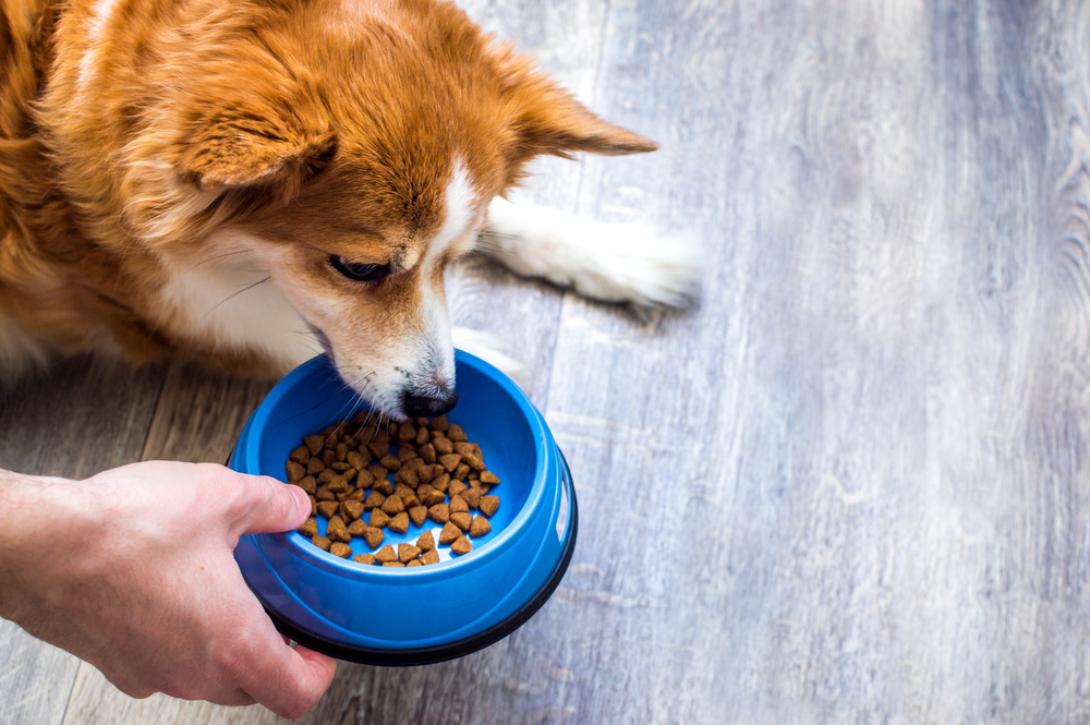 dog-eating-food-from-bowl