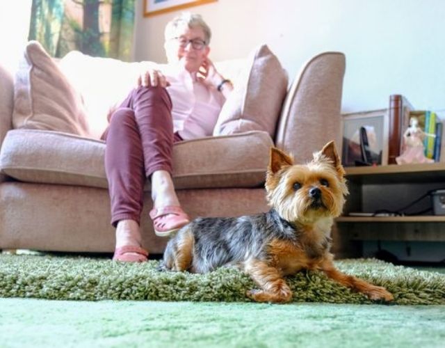 yorkie detecting cancer