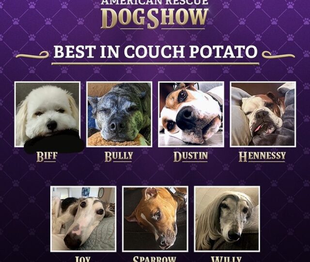 What Is The American Rescue Dog Show