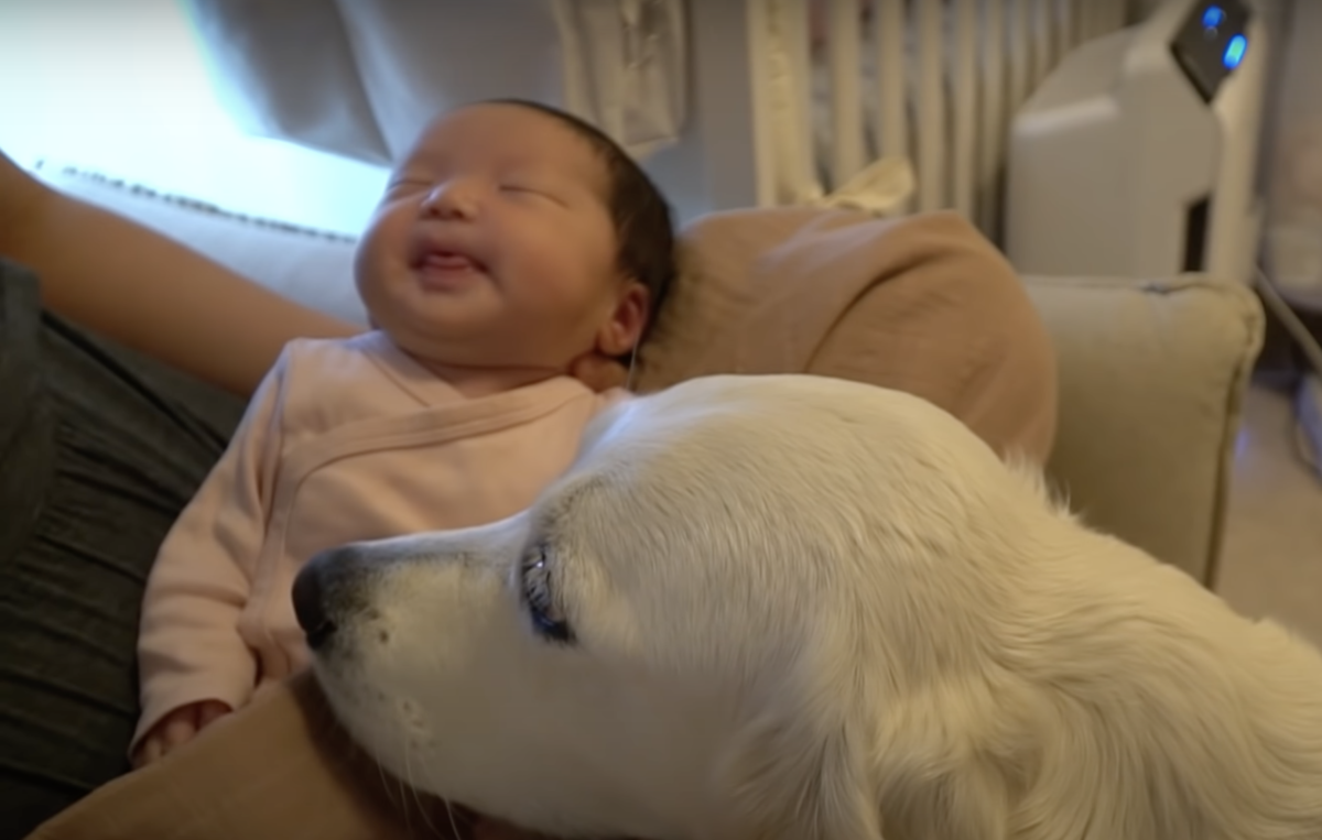 BabyDogCatIntro4 - New Baby Let Out Sad Scream, Confused Dog Drew Closer In &amp; Mom Gulped